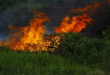Kebakaran Lahan di Luwu Utara Dipicu Aktivitas Pembakaran Kebun