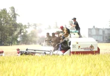 Panen Raya di Sidrap, Gabah Tembus 11,6 Ton