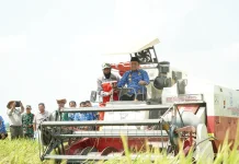 Panen Perdana Oplah di Rante Damai, Produktivitas Padi Capai 8,9 Ton per Hektare