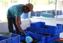 Fapet Unhas Kelola 2,8 Ton Sampah Organik, Kembangkan Budidaya Maggot