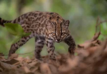 Spesies Kucing Baru Ditemukan di Bolivia, Pertama dalam Lebih dari 100 Tahun