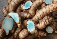Temu Ireng, Kunyit Hitam Bahan Ramuan Tradisional