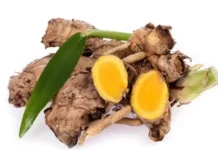 Bangle, Rempah Nusantara yang Kaya Aroma untuk Masakan