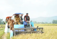 Panen Perdana Demplot Inpago 13, Pemkab Luwu Dorong Pertanian Berbasis Teknologi