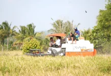 Panen Sawah Tadah Hujan Bulo Wattang, Petani Tetap Produktif
