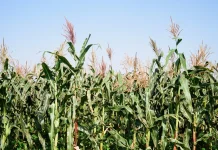 Jagung Hingga Singkong Jadi Bahan Baku Bioetanol