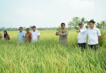 Panen Padi di Kamanre, Bupati Luwu Sebut Produksi Naik 40 Persen