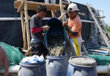 Unhas Panen 60 Ton Udang Vaname dari 11 Kolam Tambak di Jeneponto
