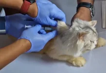 Cegah Rabies, Ratusan Kucing dan Anjing di Maros Diserbu Vaksin Gratis