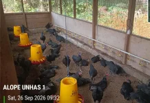Fapet Unhas dan PT Vale Perkuat Hilirisasi Riset Ayam Alope Unhas 1 di Luwu Timur