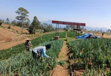 Cuaca Ekstrem Melanda, Petani Sayur di Kanreapia Gowa Tetap Bertahan