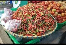 Enrekang Jadi Champion Cabai Jaga Pasokan Nasional