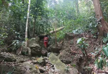 Tim SAR Cari Warga Luwu Timur yang Hilang di Hutan Lahumpangi