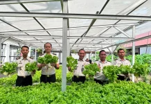 Lapas Makassar Panen 65 Kg Selada, Wujudkan Pembinaan Warga Binaan yang Produktif
