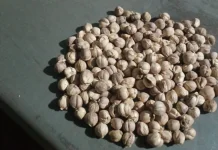 Kapulaga, Bumbu Rendang Khas Tradisional Indonesia