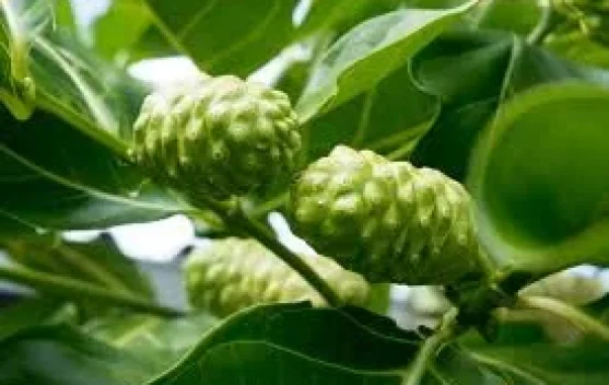 Daun Mengkudu, Herbal Kaya Manfaat