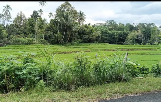 Hilirisasi Pertanian dan Perkebunan di Bulukumba