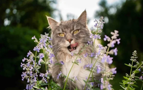 Catnip, Tanaman yang Bisa Bikin Kucing Bahagia