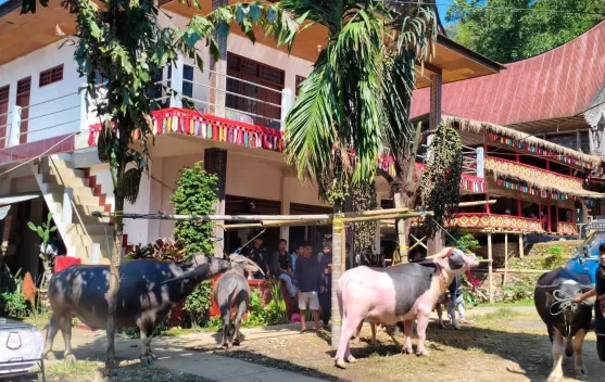 Makna Pohon Induk, Kalosi, dan Lambiri dalam Upacara Rambu Solo’ Toraja