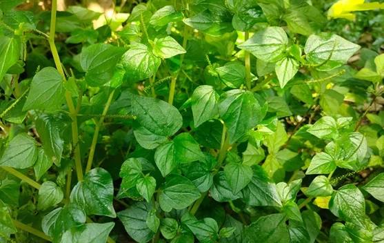 Daun Sirih Cina Kian Diminati, Tanaman Herbal dengan Beragam Manfaat Kesehatan