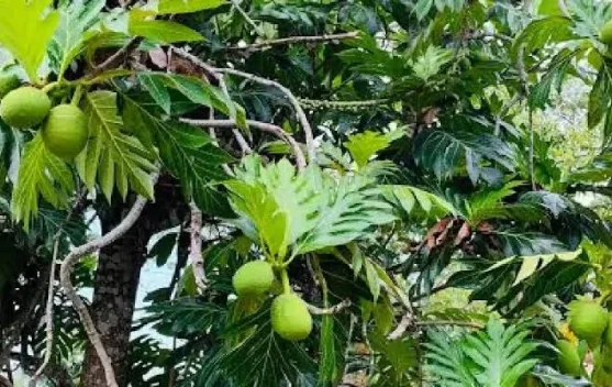 Potensi Buah Sukun Menjadi Superfood Masa Depan
