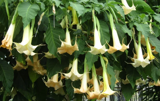 Bunga Terompet Brugmansia Tanaman Hias Indah tapi Beracun
