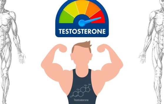 Testosteron, Hormon Pria yang Menentukan Vitalitas dan Kekuatan Tubuh