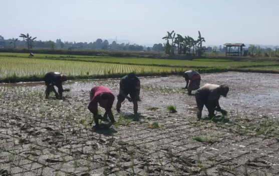 Turun ke Sawah, Babinsa Kobarkan Semangat Petani Julubori