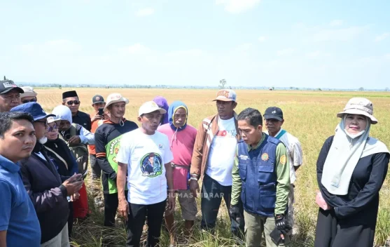 Sidrap Jaga Pertanian Hadapi Ancaman El Nino