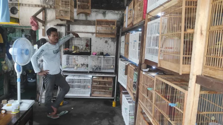 Bangkit dari Hobi Warga Kepanjen Sukses Budidaya Kenari