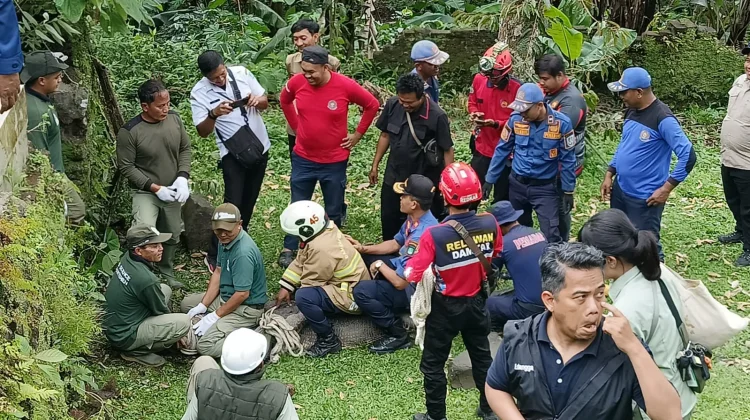 Satpol PP Kabupaten Pasuruan Evakuasi Buaya Sepanjang 3,3 Meter