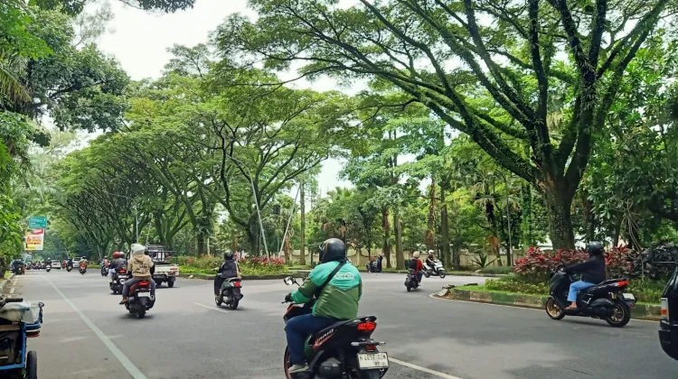 Perempesan Pohon, DLH Kota Malang Prioritaskan yang Darurat