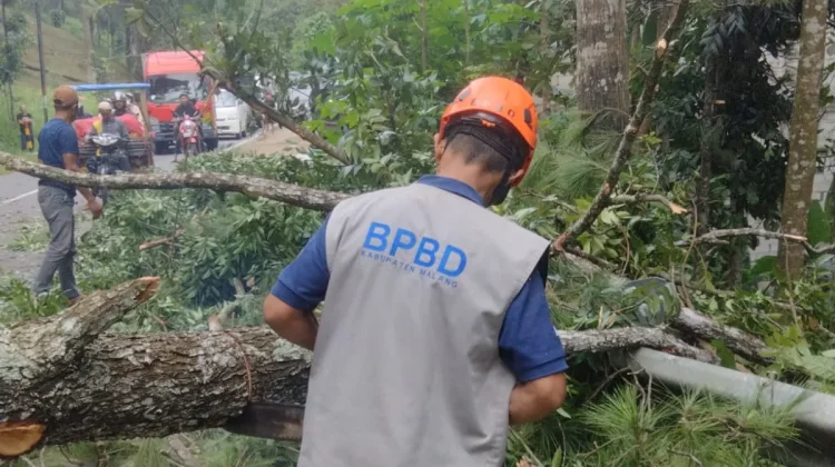 Pohon Pinus Tumbang Tutup Jalur Malang–Kediri, BPBD: Akses Kembali Normal