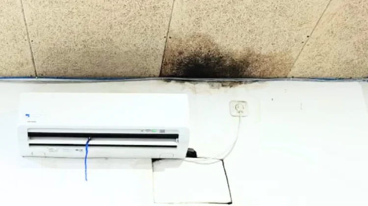 Black Mold, Ancam Kesehatan Manusia