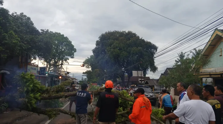 BPBD Kabupaten Malang Mitigasi Pohon Rawan Tumbang
