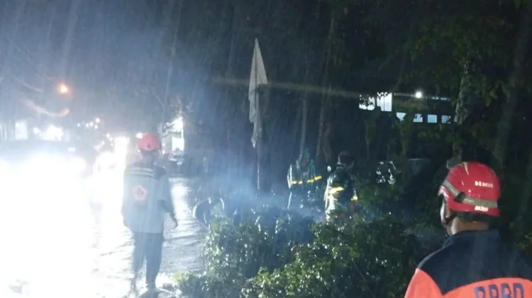Pohon Tumbang di Pakis, Tiga Pengendara Luka Ringan