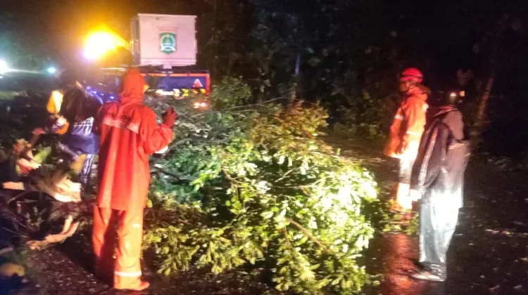 Dua Pohon Tumbang di Kepanjen Kabupaten Malang, Listrik Sempat Padam