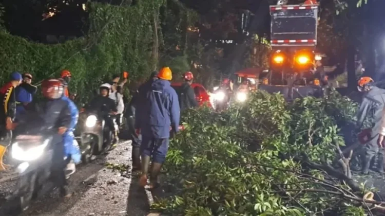 Hujan Angin Gempur Kota Batu, 31 Pohon Tumbang Halangi Akses Jalan