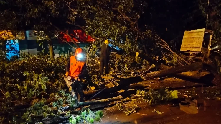 Cuaca Ekstrim. Puluhan Pohon Tumbang dan Rumah Warga di 11 Kecamatan, Rusak Parah