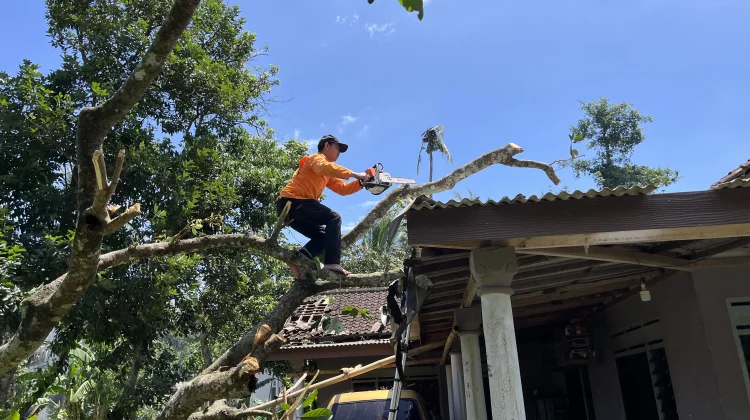 BPBD Imbau Warga Pangkas Pohon Rawan Tumbang