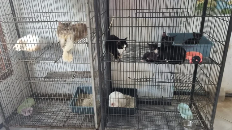 Shelter Pinky Malang, Berjuang Rawat Hewan Terlantar