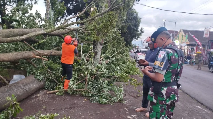 Pohon Tumbang Timpa Kabel Listrik Singosari