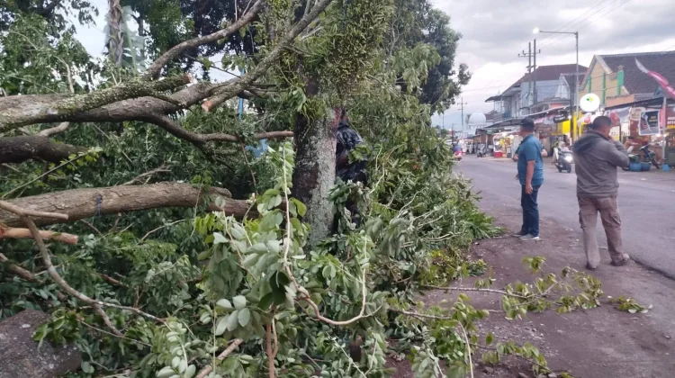 BPBD Malang Ingatkan Bahaya Pohon Lapuk