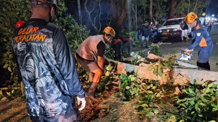 Pohon Karet Tumbang di Kepanjen Malang, Akses Jalan Raya Sempat Lumpuh