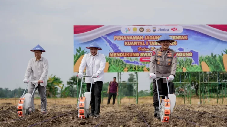 Kapolda Jatim Tanam Jagung Serentak di Desa Tampung Rembang