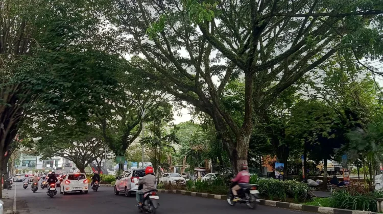 Sejumlah Pohon Tumbang, DLH Malang Tingkatkan Pemantauan