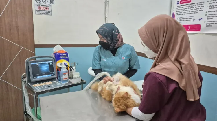 Ramadan 2026, Winadivet Petcare Hadirkan Program Vaksinasi Kucing