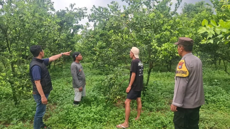 Pencuri Jeruk di Poncokusumo Malang Ditangkap Polisi