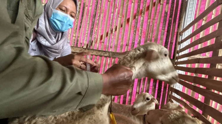 Disnakeswan Kabupaten Malang Beri Bimbingan dan Penyulihan AW Farm Group