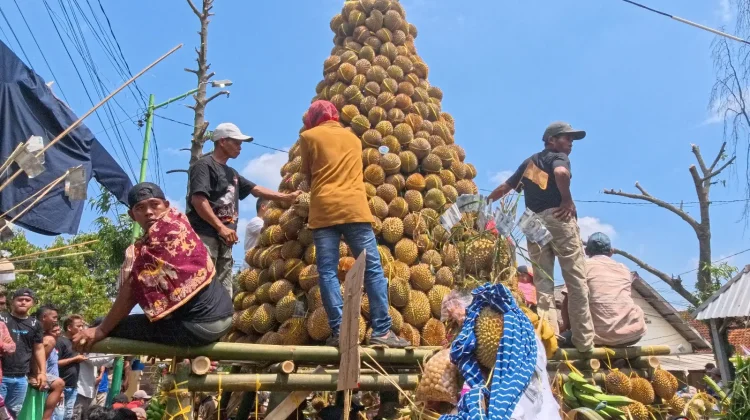 Ribuan Durian Meriahkan Selamatan Desa Kronto Lumbang